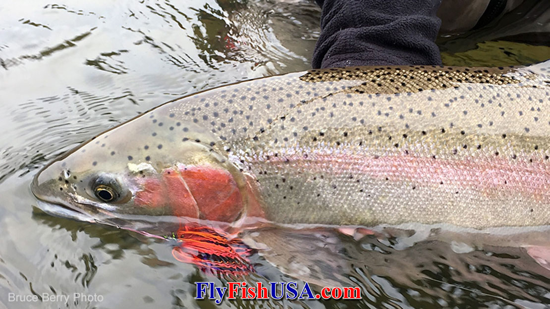 Picture of a steelhead that ate a Berry's Improved Fish Mover fly.