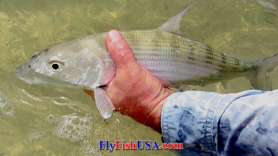 Picture of a bonefish being released at andros Sout Lodge Bahamas.