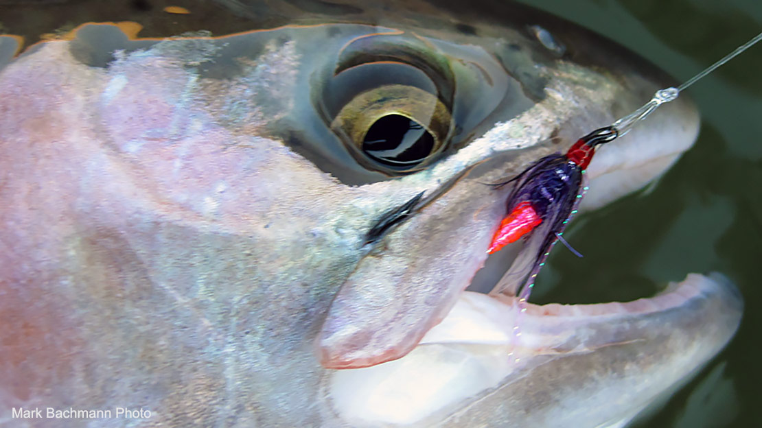 A close-up picture of a steelhead caught with a data-verified=