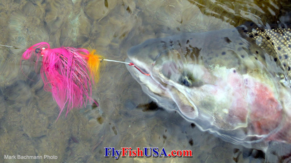 Ths large steelhead was caught on the Skagit River in Northern Wasington on a pink and orange Guide Intuder, picture.
