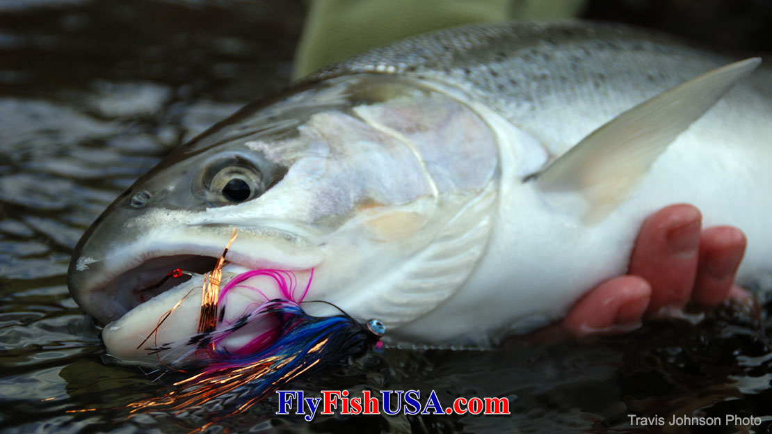 Picture of a Sandy River winter steelhead landed with a Lady GaGa Intruder fly.