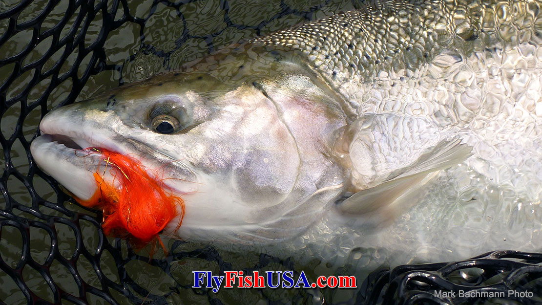  A large Sandy River, Oregon Steelhead with a Hot Hot Orange Rambulance fly in his mouth in the landing net.