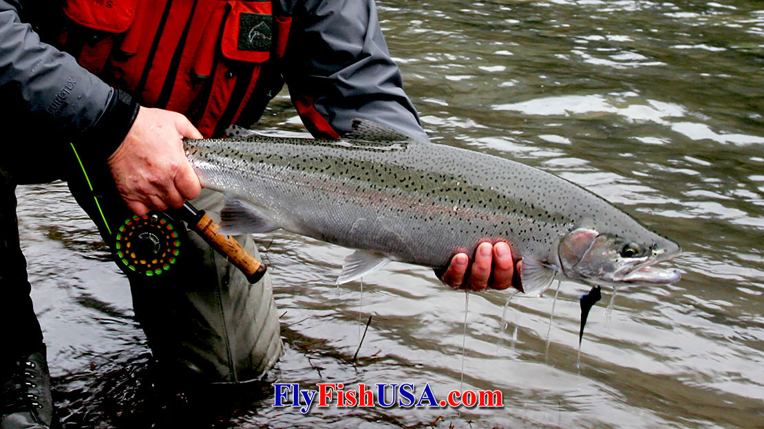 Picture of a winter Steelhead landed with a bBlack and Blue Signatur Intruder.