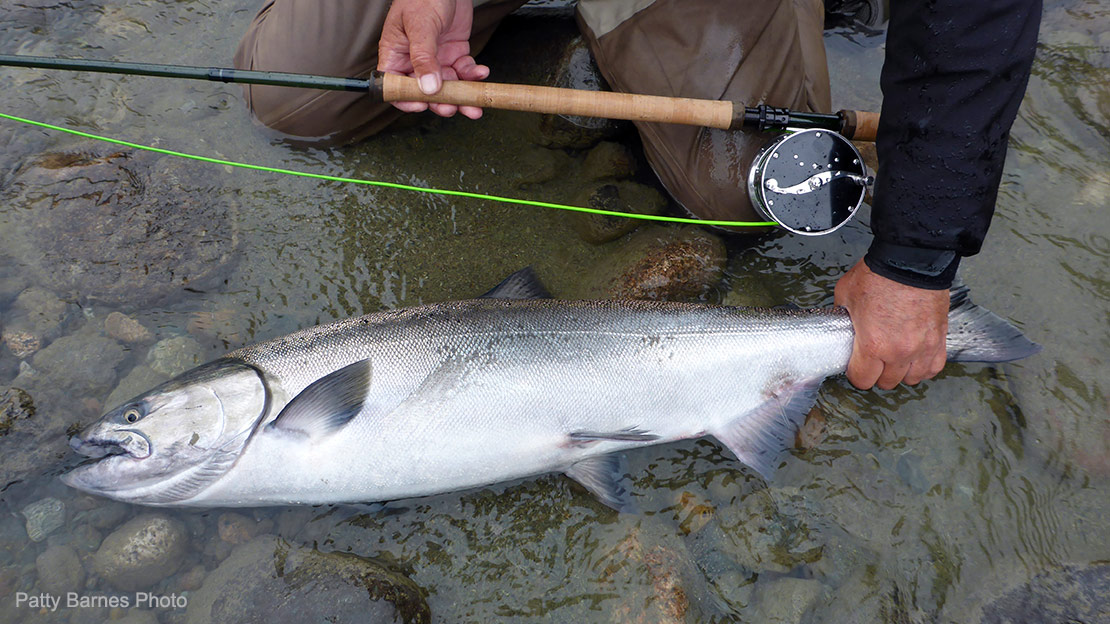  A picture of a large ccccccchinook salmon and the Spey setup it was landed with.