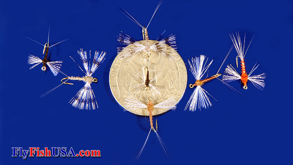 Fishing flies that match mayfly  spinners are displayed with a coin to give reference  size.