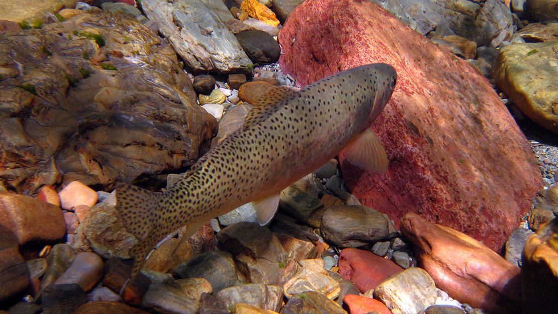 Observations on Modern Fly Fishing Trout Strategies Including Tested... 