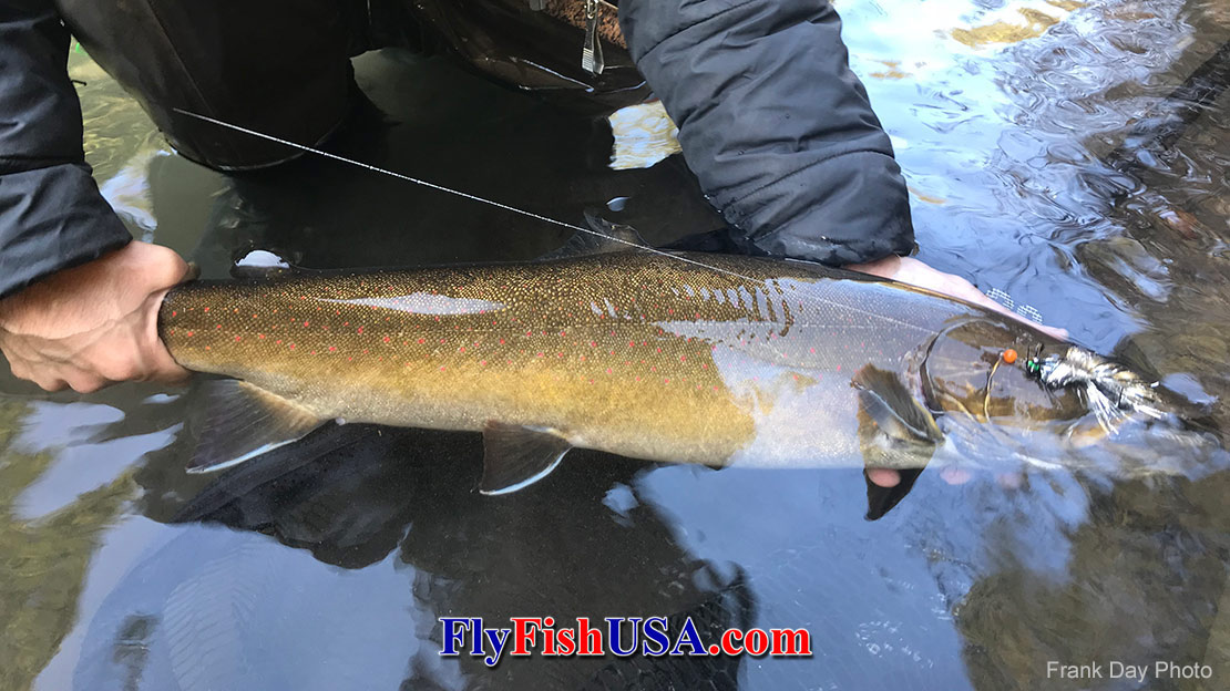 Fly Fishing for Bull Trout