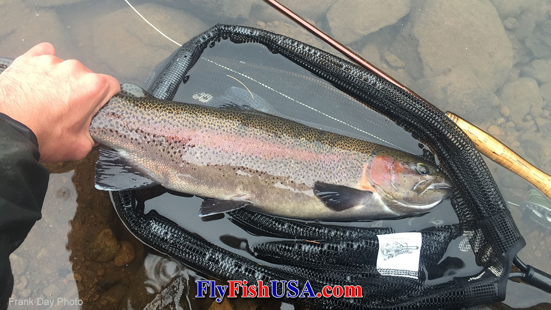Photo of a rainbow trout caught from Clear Lake near Mt. Hood in Oregon.