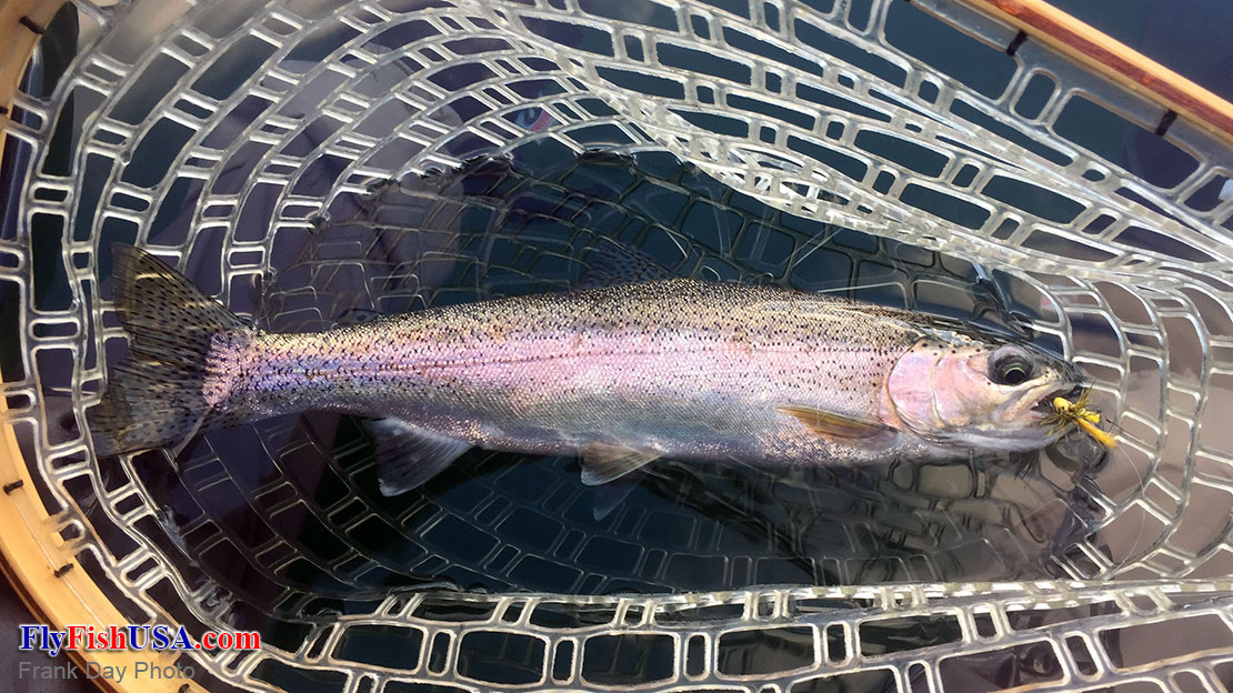 Photo of a wild rainbow trout caught with a Hexagina fly from Timothy Lake near Mt. Hood in Oregon.