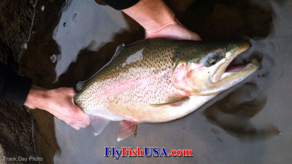 Photo of a large rainbow trout caught on a nymph from Laurance Lake near Mt. Hood in Oregon.