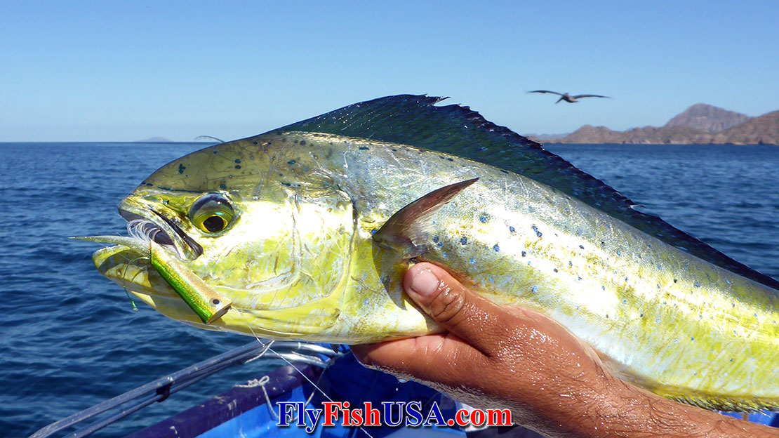 Picture of a Dorado caught on a Crease Fly.