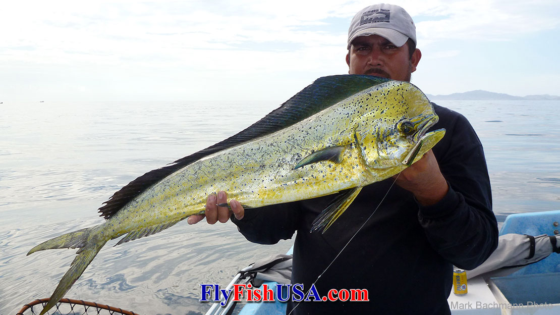 Harry Davis Sanchez holds a dorado that was caught with a Crease Fly, Black Back.