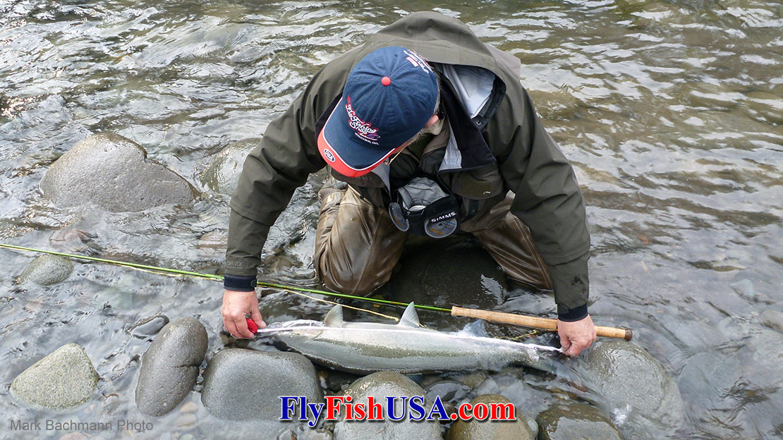 Mark Bachmann landed this bright Sandy River wither steelhead with a Sage 5119-4 TCX five weight Spey rod.