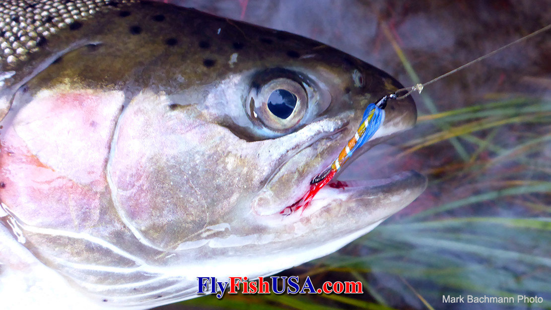 A picture of a Patriot fly embedded in a steelhead's jaw.