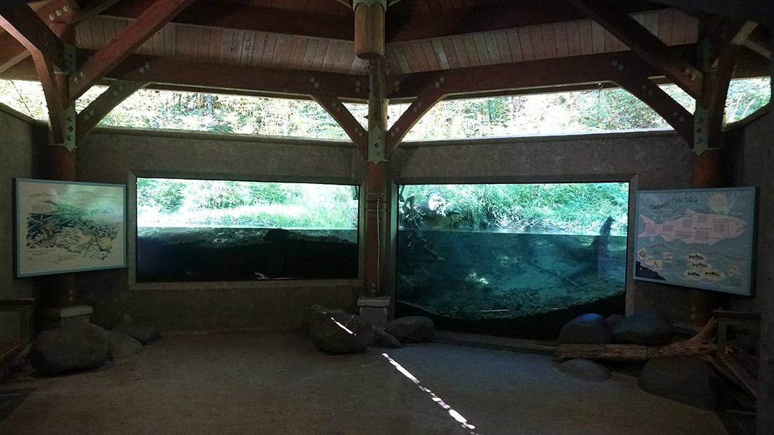 The underwater viewing chamber in Cascade Streamwatch in Oregon.