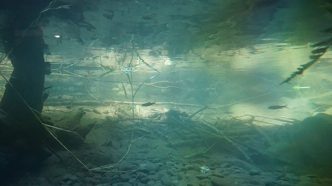 Several young steelhead patrol the pool in front of the glass barrier in the viewing chamber in Cascade Stream Watch in Oregon.