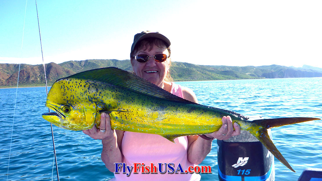 Patty Barnes with a Dorado caught while fly fishing in The Gulf of Californis.