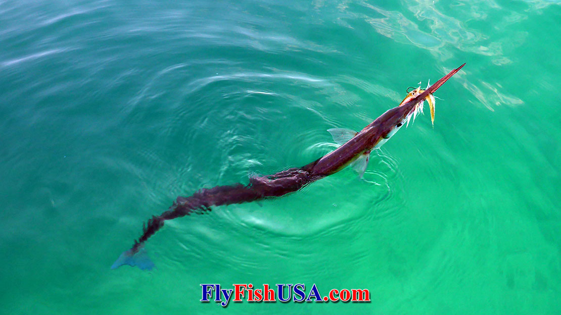 A huge Needle fish caught with a fly rod from the Sea of Cortez (Gulf of California).